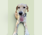 Small Photo #2 Golden Labrador Puppy For Sale in Rockville, MD, USA