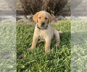 Labrador Retriever Puppy for Sale in BOONE, North Carolina USA