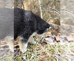 Small #19 Siberian Husky