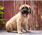 Puppy Rollo Mastiff