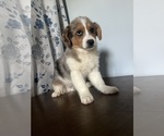 Small #7 Aussie-Corgi