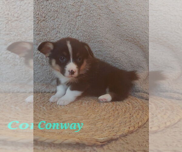 Medium Photo #4 American Corgi Puppy For Sale in ENDERLIN, ND, USA