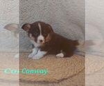 Small #3 American Corgi