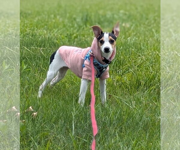 Medium Photo #5 Jack Russell Terrier Puppy For Sale in Doylestown, PA, USA