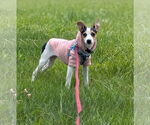 Small #4 Jack Russell Terrier