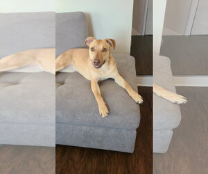 American Pit Bull Terrier-Labrador Retriever Mix Dogs for adoption in Minneapolis, MN, USA