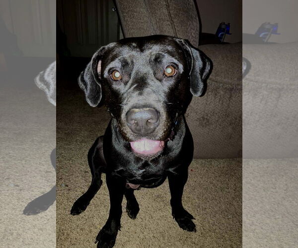 Medium Photo #3 American Pit Bull Terrier-Labrador Retriever Mix Puppy For Sale in Duluth, MN, USA