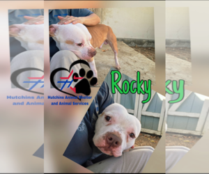Rocky Potato - Male Mutt Dog for Adoption - Photo #4