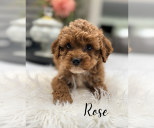 Cavapoo (Miniature) Puppy for sale in ADDISON, IL, USA