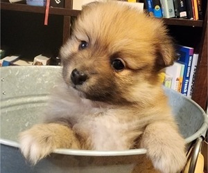 Pomeranian Litter for sale in SUPPLY, NC, USA