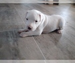 Small Photo #15 Dogo Argentino Puppy For Sale in RYAN, OK, USA