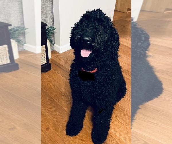 Full screen Photo #1 Labradoodle-Poodle (Standard) Mix Puppy For Sale in WILMINGTON, OH, USA