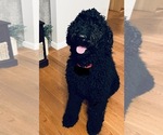 Small Photo #1 Labradoodle-Poodle (Standard) Mix Puppy For Sale in WILMINGTON, OH, USA