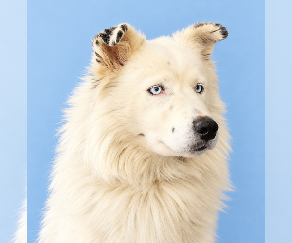 Medium Photo #3 Australian Shepherd Puppy For Sale in Pasadena, CA, USA