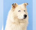 Small Photo #3 Australian Shepherd Puppy For Sale in Pasadena, CA, USA