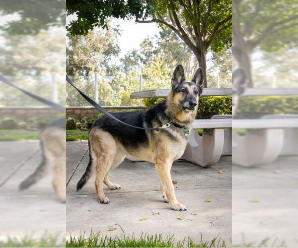 Medium Photo #3 German Shepherd Dog Puppy For Sale in San Diego, CA, USA
