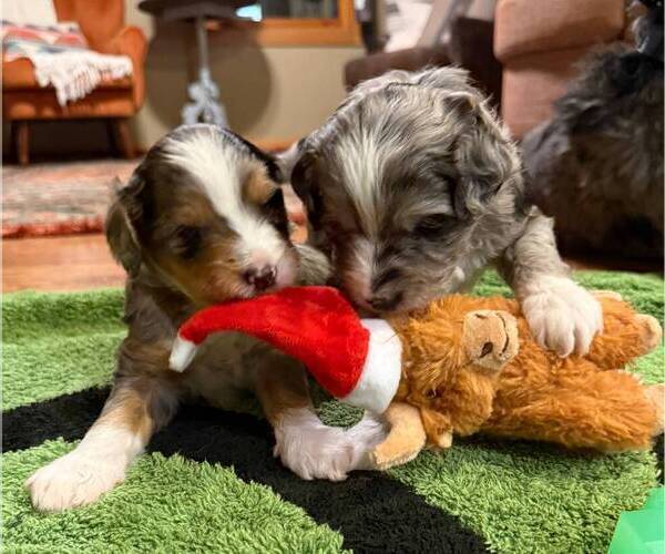 Medium Photo #8 Golden Mountain Doodle  Puppy For Sale in JIM FALLS, WI, USA