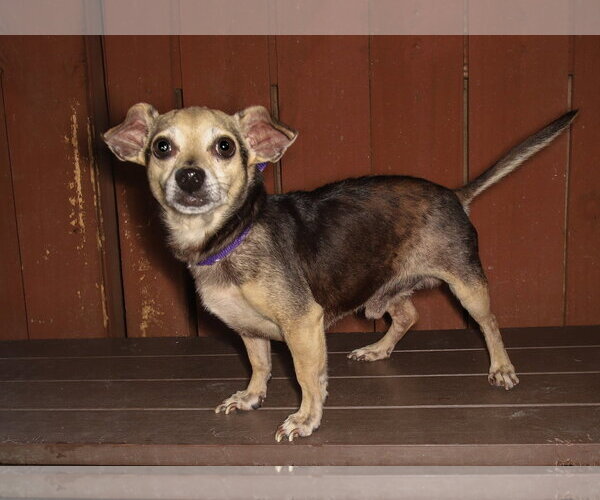 Medium Photo #2 Chiweenie Puppy For Sale in Oakland Park, FL, USA
