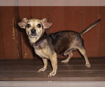 Small #1 Chiweenie