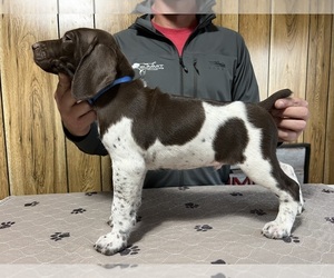 Medium German Shorthaired Pointer