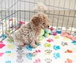 Small #6 Cavapoo (Miniature)-Poodle (Toy) Mix