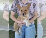 Puppy Peggy Pembroke Welsh Corgi