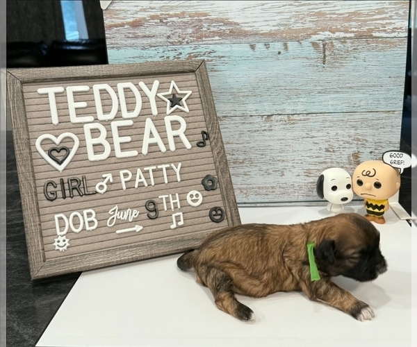 Medium Photo #29 Zuchon Puppy For Sale in NEW YORK MILLS, MN, USA