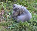 Small #2 American Pit Bull Terrier
