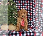 Small Photo #1 Poodle (Miniature) Puppy For Sale in LEOLA, PA, USA