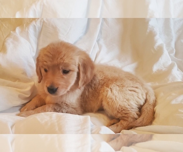 Medium Photo #5 Golden Retriever Puppy For Sale in ROUND ROCK, TX, USA
