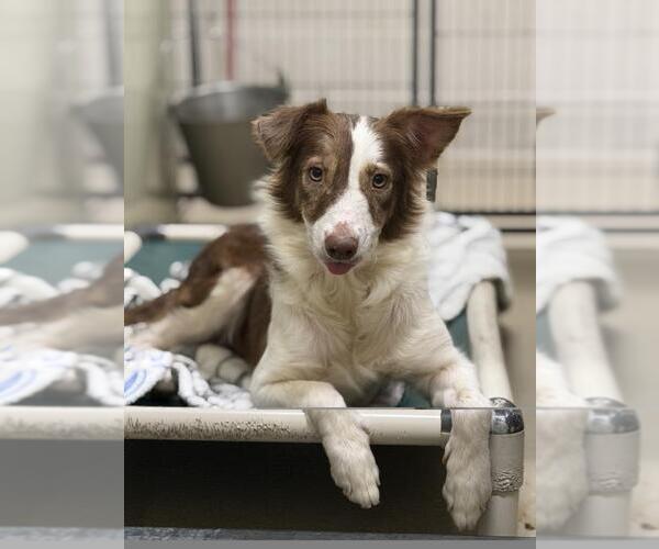 Medium Photo #1 Border-Aussie Puppy For Sale in Santa Maria, CA, USA