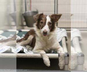 Border-Aussie Dogs for adoption in Santa Maria, CA, USA