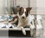 SUSY - Female Border-Aussie Dog for Adoption - Small photo