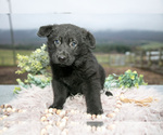 Puppy Rogue German Shepherd Dog