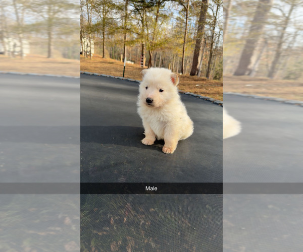 Medium Photo #8 German Shepherd Dog Puppy For Sale in SPARTANBURG, SC, USA