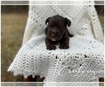 Small Photo #4 Schnauzer (Miniature) Puppy For Sale in NIANGUA, MO, USA