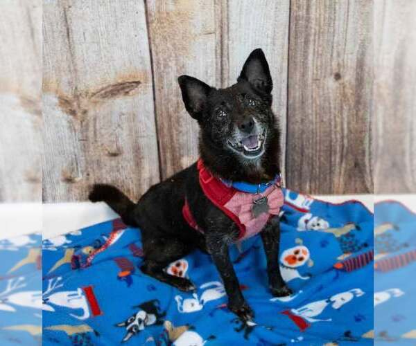 Medium Photo #2 Chihuahua-Unknown Mix Puppy For Sale in Kennesaw, GA, USA