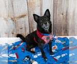 Small #1 Chihuahua Mix