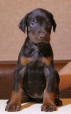 Doberman Pinscher Puppy for sale in MURRIETA, CA, USA