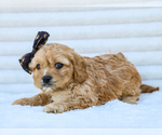 Small #1 Cavapoo (Miniature)
