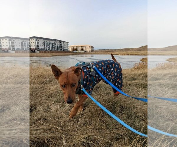 Medium Photo #4 Carolina Dog-Unknown Mix Puppy For Sale in Calgary, Alberta, Canada