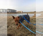 Small #3 Carolina Dog Mix