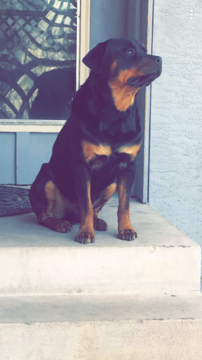 Medium Photo #1 Rottweiler Puppy For Sale in COLORADO SPRINGS, CO, USA