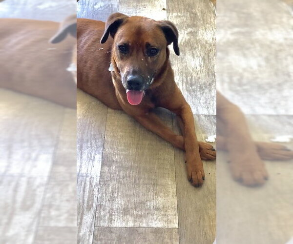 Medium Photo #4 Mutt Puppy For Sale in San Diego, CA, USA