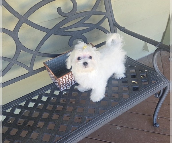 Medium Photo #4 Maltese Puppy For Sale in SANTA CLARITA, CA, USA