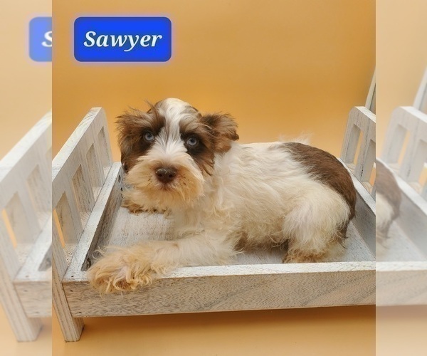 Medium Photo #6 Schnauzer (Miniature) Puppy For Sale in GOSHEN, IN, USA