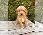 Small #2 Cockapoo