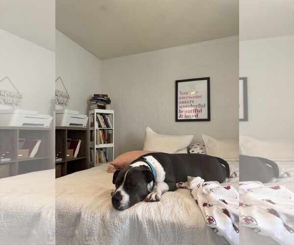 Medium Photo #2 American Pit Bull Terrier-Unknown Mix Puppy For Sale in Chandler, AZ, USA