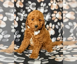 Goldendoodle (Miniature) Puppy for sale in OXFORD, PA, USA