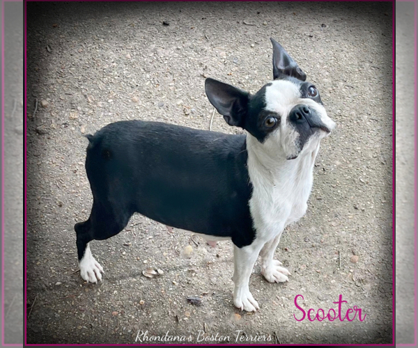 Medium Photo #1 Boston Terrier Puppy For Sale in MOSELLE, MS, USA
